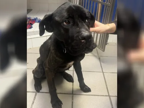 Un chien mal en point retrouvé par hasard en forêt de Sénart