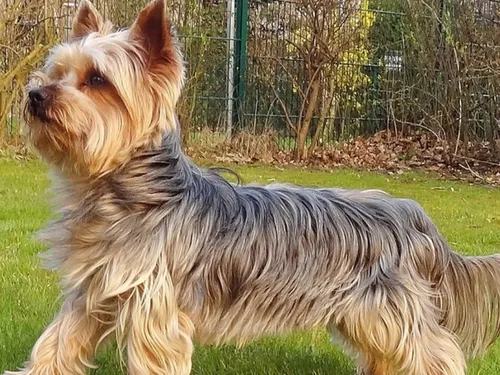 L’Essonne, petit paradis des chiens