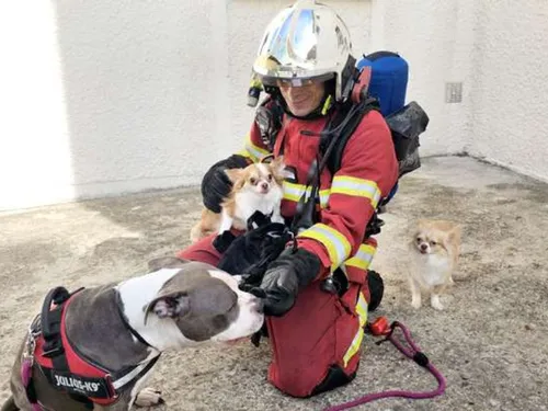 Trois chiens sauvés des flammes grâce aux pompiers à Venette