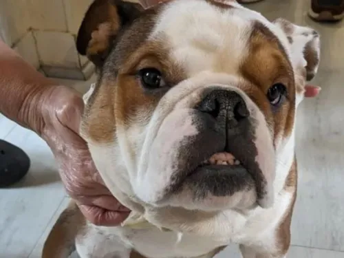 Une femme convoquée devant la justice pour maltraitance animale à...