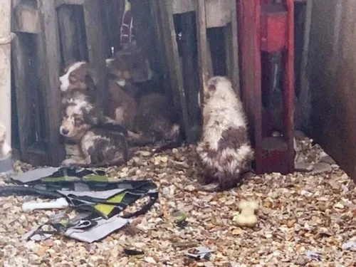 Un Essonnien de retour devant la justice pour avoir maltraité des...