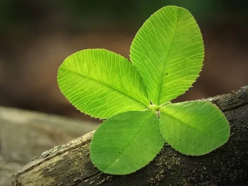 Les Français croient en la chance pour devenir riche