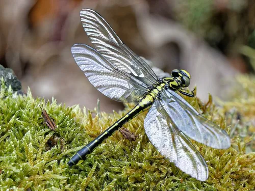 L'Union internationale pour la conservation de la nature fête ses...