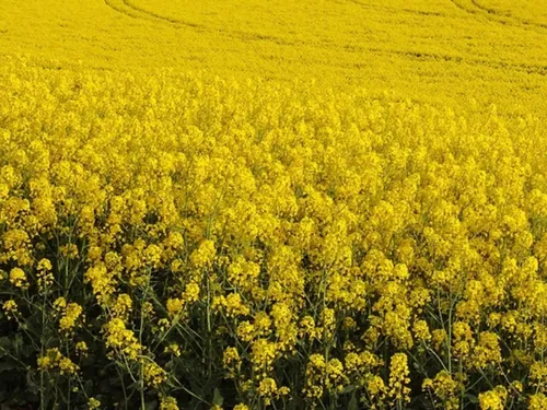 La récolte de colza d'hiver s'annonce correcte en Seine-et-Marne
