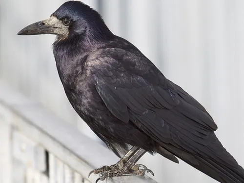 Le corbeau freux en ligne de mire en Eure-et-Loir comme dans une...