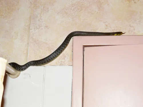 Un nouveau dispositif baptisé « SOS Serpents » voit le jour en...