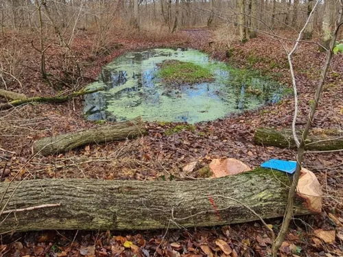 Des coupes d'arbres abusives ont-elles eu lieu en forêt de Beynes ?
