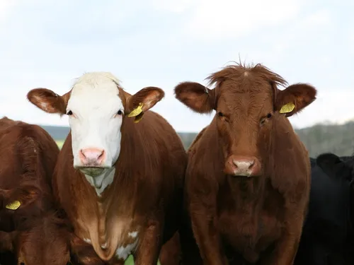Ariège : les agriculteurs se frottent à la police