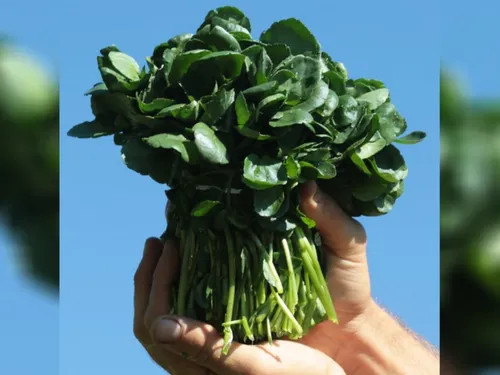 Le cresson du Gâtinais souffre du mauvais temps et du gel cette année