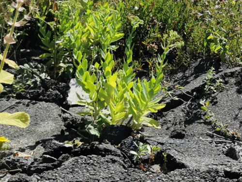 Île-de-France : les friches, une piste toujours solide pour de...