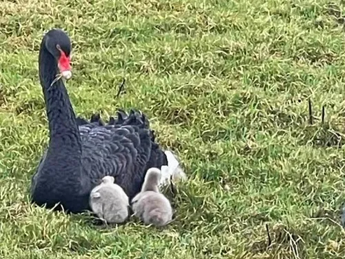 Appel à témoins après le massacre d'un cygne au Plessis-Belleville