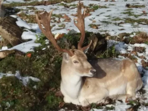 Verberie vient de perdre un de ses animaux emblématiques