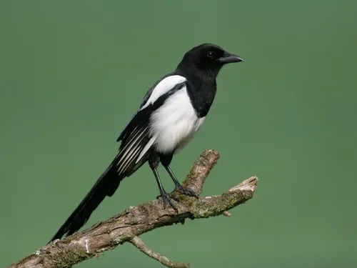 La pie bavarde est en ligne de mire en Seine-et-Marne