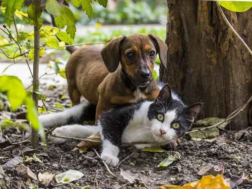 Des boulettes de viande empoisonnées tuent les chiens et chats de...