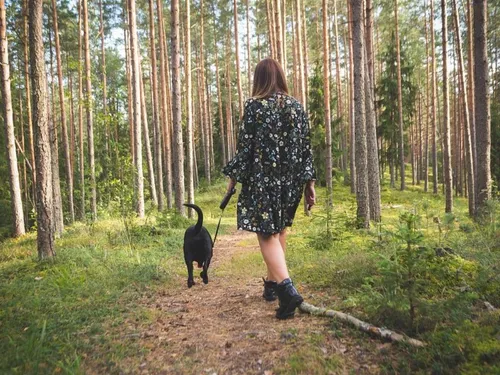 Les Samariens doivent désormais tenir leur chien en laisse en forêt