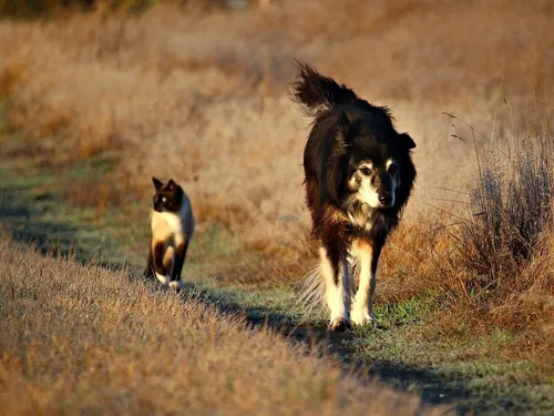 Un chat et un chien abandonnés quatre jours dans un appartement...