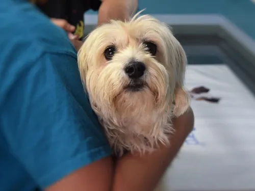 Les vétérinaires sont majoritairement des femmes dans l'Oise