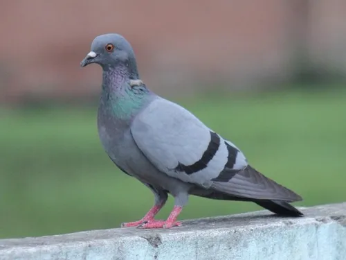 La gestion des pigeons montrée du doigt dans trois communes...