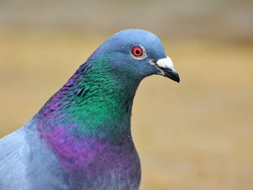 La mairie de Montry ne veut plus de pigeon dans son clocher en travaux