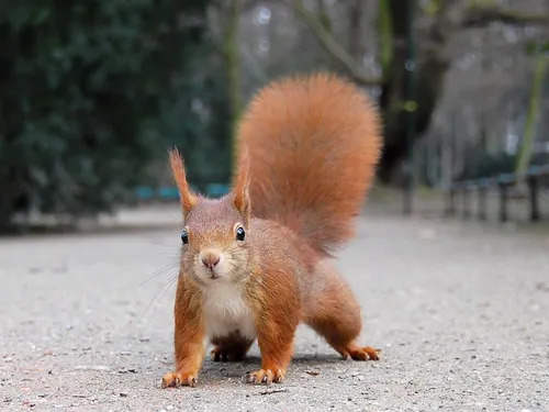 Amiens pourrait avoir un écureuil roux comme ambassadeur
