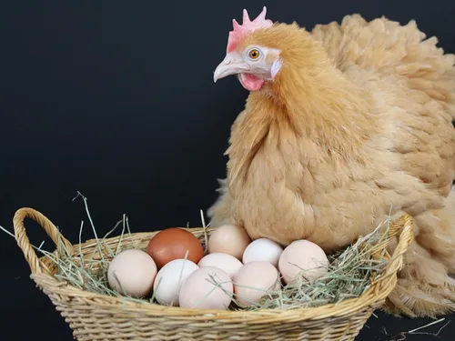 Des œufs seraient impropres à la consommation