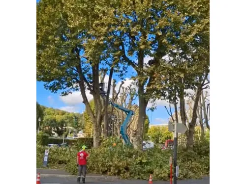 L’élagage de la discorde à Meaux