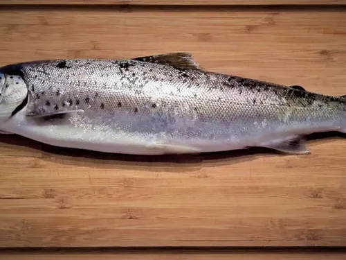 Le seul saumon d’élevage français naît et grandit… dans un hangar...