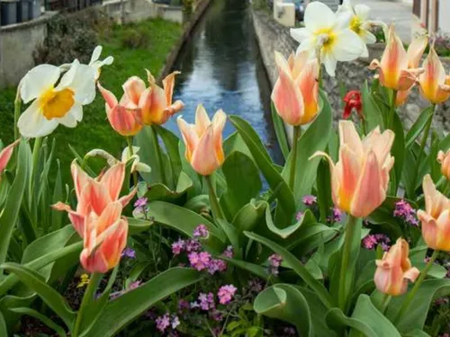 Une quatrième fleur pour Claye-Souilly