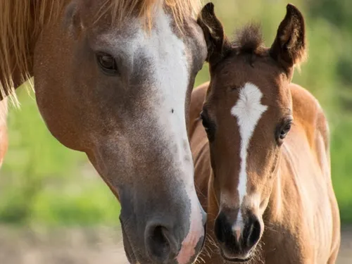 Les naissances de chevaux de course restent modestes en Eure-et-Loir