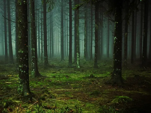 Somme : un chasseur retrouvé mort dans un bois isolé