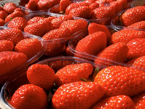 Le prix des fraises en baisse... pour l'instant !