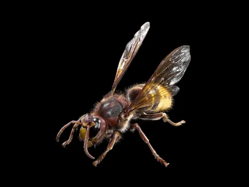 Des frelons ont élu domicile à Beynes