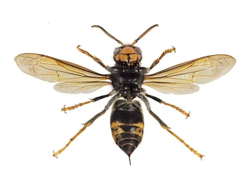 Somme : un jardinier de 54 ans meurt piqué par des frelons asiatiques