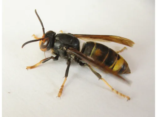 Noyonnais : des coureurs attaqués par des frelons asiatiques