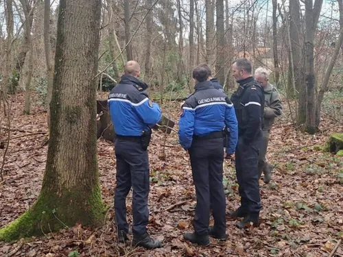 Pour les gendarmes yvelinois, attirer les animaux sauvages avec de...