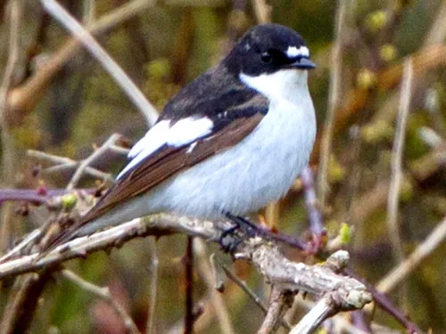 Faune Ile-de-France fait le point sur les observations d'oiseaux...