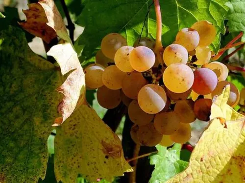 Il y a du choix pour les emplois saisonniers en Eure-et-Loir