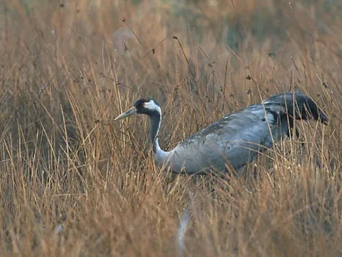 Les zones dédiées aux oiseaux sauvages sont importantes en...
