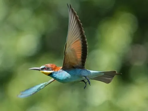 Un « oiseau arc-en-ciel » vole désormais jusqu'en Île-de-France