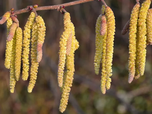 Les pollens de nouveau dans l'air en Eure-et-Loir