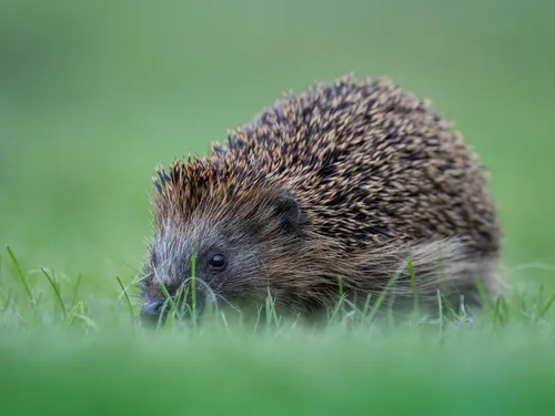 Les Franciliens peuvent agir simplement pour le bien des animaux...
