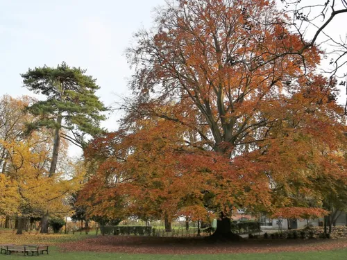 Un végétal francilien pourrait devenir l' « Arbre de l'année »