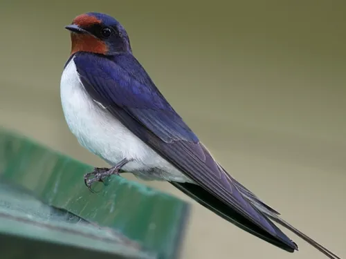 Une feuille de route pour sauver la biodiversité dans les...