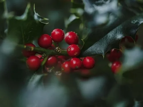 L'ONF invite les promeneurs seine-et-marnais à limiter leurs...