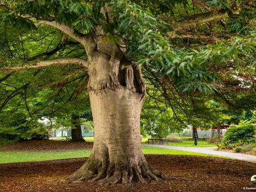 Arbre de l'année : les Hauts-de-France ont leur fier représentant