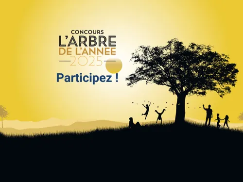 Île-de-France : votre arbre préféré deviendra peut-être l'Arbre de...