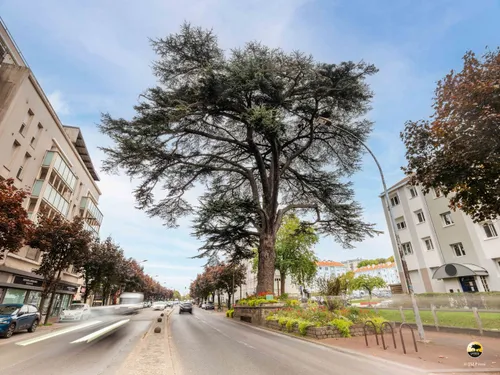 Arbre de l'année : l'Île-de-France a son fier représentant