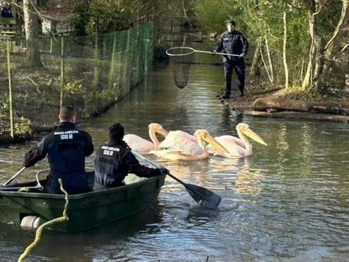 Les pompiers de l'Oise comptent désormais 36 sauveteurs animaliers