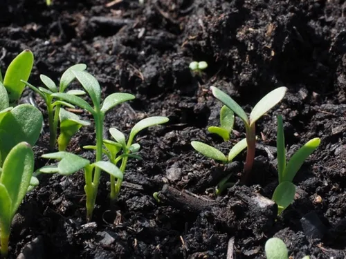 La distribution de compost est un succès à Carrières-sur-Seine 