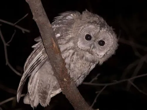 En Île-de-France, les oiseaux aussi sont victimes de la route 